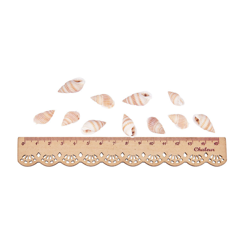 Mini Seashells Crafts Natural  – обзор и цена Art Craft Gallery