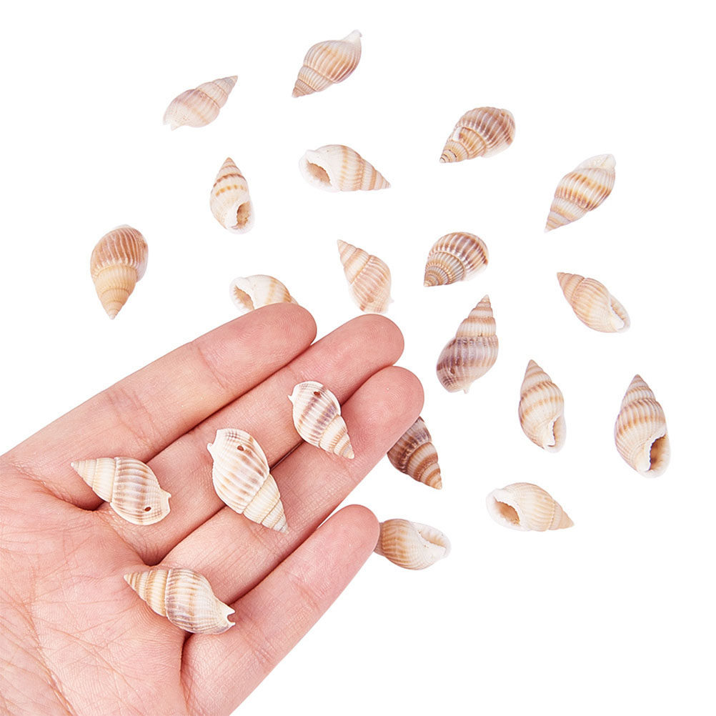 Mini Seashells Crafts Natural  – обзор и цена Art Craft Gallery
